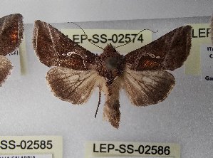  ( - LEP-SS-02574)  @11 [ ] No Rights Reserved (2023) Stefano Scalercio Consiglio per la ricerca in agricoltura e l'analisi dell'economia agraria