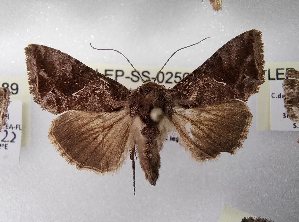  ( - LEP-SS-02590)  @11 [ ] No Rights Reserved (2023) Stefano Scalercio Consiglio per la ricerca in agricoltura e l'analisi dell'economia agraria