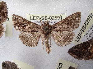  ( - LEP-SS-02591)  @11 [ ] No Rights Reserved (2023) Stefano Scalercio Consiglio per la ricerca in agricoltura e l'analisi dell'economia agraria