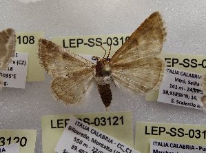  ( - LEP-SS-03109)  @11 [ ] No Rights Reserved (2023) Stefano Scalercio Consiglio per la ricerca in agricoltura e l'analisi dell'economia agraria