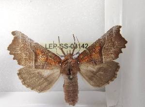  (Scoliopterix - LEP-SS-03142)  @11 [ ] No Rights Reserved (2023) Stefano Scalercio Consiglio per la ricerca in agricoltura e l'analisi dell'economia agraria