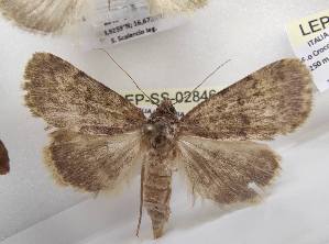  ( - LEP-SS-02846)  @11 [ ] No Rights Reserved (2023) Stefano Scalercio Consiglio per la ricerca in agricoltura e l'analisi dell'economia agraria