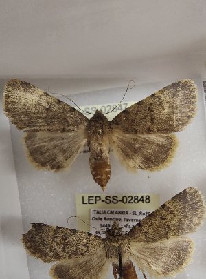  ( - LEP-SS-02847)  @11 [ ] No Rights Reserved (2023) Stefano Scalercio Consiglio per la ricerca in agricoltura e l'analisi dell'economia agraria