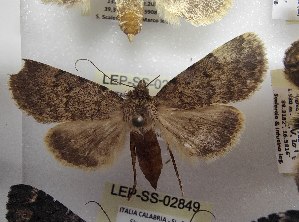  ( - LEP-SS-02848)  @11 [ ] No Rights Reserved (2023) Stefano Scalercio Consiglio per la ricerca in agricoltura e l'analisi dell'economia agraria