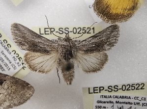  ( - LEP-SS-02521)  @11 [ ] No Rights Reserved (2023) Stefano Scalercio Consiglio per la ricerca in agricoltura e l'analisi dell'economia agraria