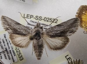  ( - LEP-SS-02522)  @11 [ ] No Rights Reserved (2023) Stefano Scalercio Consiglio per la ricerca in agricoltura e l'analisi dell'economia agraria