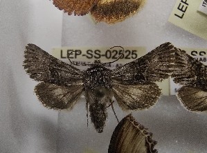  ( - LEP-SS-02525)  @11 [ ] No Rights Reserved (2023) Stefano Scalercio Consiglio per la ricerca in agricoltura e l'analisi dell'economia agraria