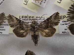  ( - LEP-SS-02526)  @11 [ ] No Rights Reserved (2023) Stefano Scalercio Consiglio per la ricerca in agricoltura e l'analisi dell'economia agraria