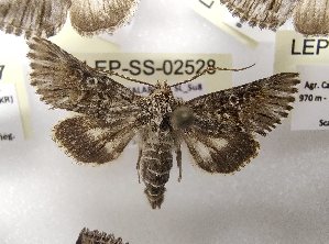  ( - LEP-SS-02528)  @11 [ ] No Rights Reserved (2023) Stefano Scalercio Consiglio per la ricerca in agricoltura e l'analisi dell'economia agraria