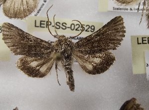  ( - LEP-SS-02529)  @11 [ ] No Rights Reserved (2023) Stefano Scalercio Consiglio per la ricerca in agricoltura e l'analisi dell'economia agraria