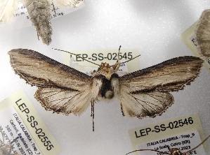  ( - LEP-SS-02545)  @11 [ ] No Rights Reserved (2023) Stefano Scalercio Consiglio per la ricerca in agricoltura e l'analisi dell'economia agraria