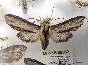  ( - LEP-SS-02551)  @11 [ ] No Rights Reserved (2023) Stefano Scalercio Consiglio per la ricerca in agricoltura e l'analisi dell'economia agraria