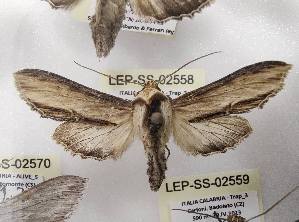  ( - LEP-SS-02558)  @11 [ ] No Rights Reserved (2023) Stefano Scalercio Consiglio per la ricerca in agricoltura e l'analisi dell'economia agraria