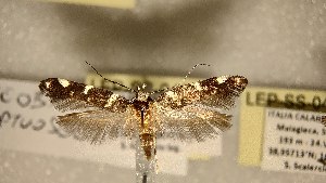  ( - LEP-SS-04639)  @11 [ ] No Rights Reserved (2023) Stefano Scalercio Consiglio per la ricerca in agricoltura e l'analisi dell'economia agraria