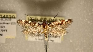  ( - LEP-SS-04640)  @11 [ ] No Rights Reserved (2023) Stefano Scalercio Consiglio per la ricerca in agricoltura e l'analisi dell'economia agraria