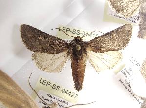  ( - LEP-SS-04415)  @11 [ ] No Rights Reserved (2023) Stefano Scalercio Consiglio per la ricerca in agricoltura e l'analisi dell'economia agraria