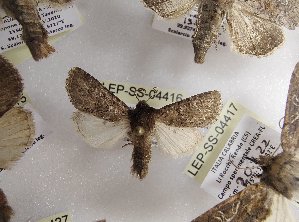  ( - LEP-SS-04416)  @11 [ ] No Rights Reserved (2023) Stefano Scalercio Consiglio per la ricerca in agricoltura e l'analisi dell'economia agraria