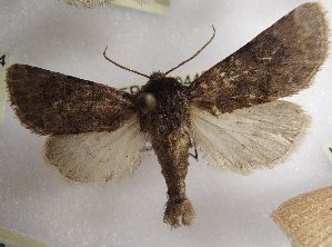  ( - LEP-SS-04425)  @11 [ ] No Rights Reserved (2023) Stefano Scalercio Consiglio per la ricerca in agricoltura e l'analisi dell'economia agraria