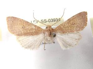  ( - LEP-SS-03934)  @11 [ ] No Rights Reserved (2023) Stefano Scalercio Consiglio per la ricerca in agricoltura e l'analisi dell'economia agraria