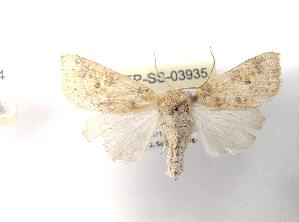  ( - LEP-SS-03935)  @11 [ ] No Rights Reserved (2023) Stefano Scalercio Consiglio per la ricerca in agricoltura e l'analisi dell'economia agraria