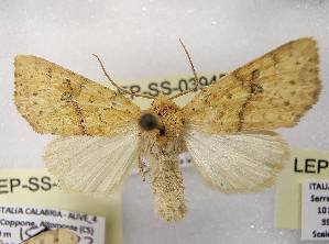  ( - LEP-SS-03945)  @11 [ ] No Rights Reserved (2023) Stefano Scalercio Consiglio per la ricerca in agricoltura e l'analisi dell'economia agraria