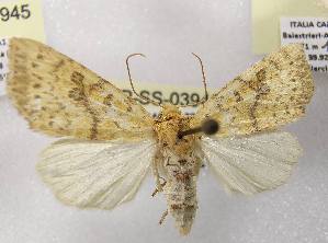  ( - LEP-SS-03946)  @11 [ ] No Rights Reserved (2023) Stefano Scalercio Consiglio per la ricerca in agricoltura e l'analisi dell'economia agraria