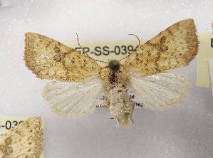  ( - LEP-SS-03947)  @11 [ ] No Rights Reserved (2023) Stefano Scalercio Consiglio per la ricerca in agricoltura e l'analisi dell'economia agraria