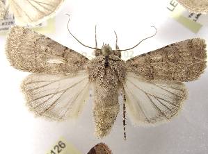  ( - LEP-SS-04102)  @11 [ ] No Rights Reserved (2023) Stefano Scalercio Consiglio per la ricerca in agricoltura e l'analisi dell'economia agraria