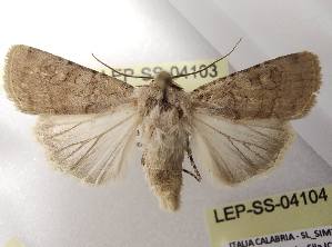  ( - LEP-SS-04103)  @11 [ ] No Rights Reserved (2023) Stefano Scalercio Consiglio per la ricerca in agricoltura e l'analisi dell'economia agraria