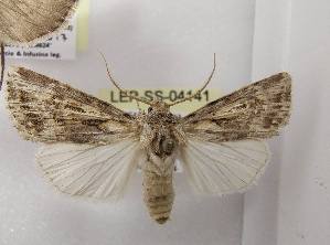  ( - LEP-SS-04141)  @11 [ ] No Rights Reserved (2023) Stefano Scalercio Consiglio per la ricerca in agricoltura e l'analisi dell'economia agraria