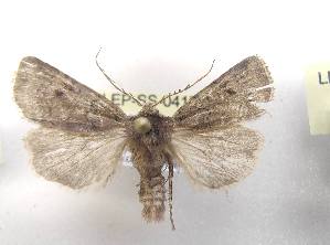  ( - LEP-SS-04171)  @11 [ ] No Rights Reserved (2023) Stefano Scalercio Consiglio per la ricerca in agricoltura e l'analisi dell'economia agraria