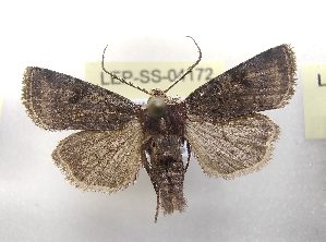  ( - LEP-SS-04172)  @11 [ ] No Rights Reserved (2023) Stefano Scalercio Consiglio per la ricerca in agricoltura e l'analisi dell'economia agraria