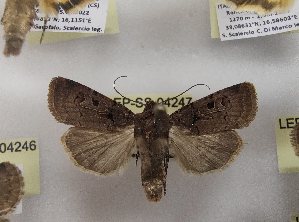  ( - LEP-SS-04247)  @11 [ ] No Rights Reserved (2023) Stefano Scalercio Consiglio per la ricerca in agricoltura e l'analisi dell'economia agraria