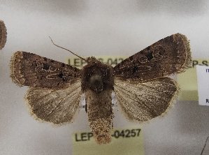  ( - LEP-SS-04248)  @11 [ ] No Rights Reserved (2023) Stefano Scalercio Consiglio per la ricerca in agricoltura e l'analisi dell'economia agraria