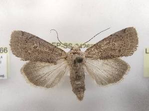  ( - LEP-SS-04267)  @11 [ ] No Rights Reserved (2023) Stefano Scalercio Consiglio per la ricerca in agricoltura e l'analisi dell'economia agraria