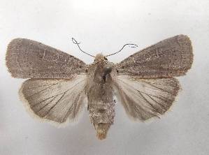  ( - LEP-SS-04268)  @11 [ ] No Rights Reserved (2023) Stefano Scalercio Consiglio per la ricerca in agricoltura e l'analisi dell'economia agraria