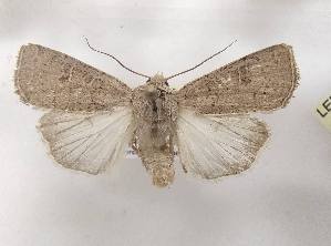  ( - LEP-SS-04269)  @11 [ ] No Rights Reserved (2023) Stefano Scalercio Consiglio per la ricerca in agricoltura e l'analisi dell'economia agraria