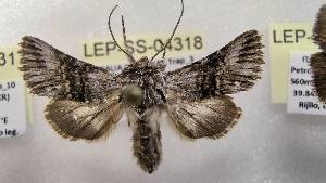  ( - LEP-SS-04318)  @11 [ ] No Rights Reserved (2023) Stefano Scalercio Consiglio per la ricerca in agricoltura e l'analisi dell'economia agraria