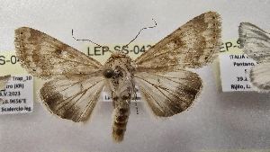  ( - LEP-SS-04342)  @11 [ ] No Rights Reserved (2023) Stefano Scalercio Consiglio per la ricerca in agricoltura e l'analisi dell'economia agraria