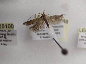  ( - LEP-SS-05088)  @11 [ ] No Rights Reserved (2023) Stefano Scalercio Consiglio per la ricerca in agricoltura e l'analisi dell'economia agraria