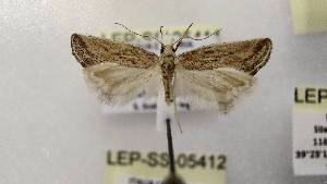  ( - LEP-SS-05411)  @11 [ ] No Rights Reserved (2023) Stefano Scalercio Consiglio per la ricerca in agricoltura e l'analisi dell'economia agraria