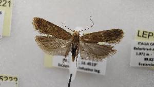  ( - LEP-SS-05209)  @11 [ ] No Rights Reserved (2023) Stefano Scalercio Consiglio per la ricerca in agricoltura e l'analisi dell'economia agraria