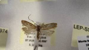  (Odites ternatella - LEP-SS-04962)  @11 [ ] No Rights Reserved (2023) Stefano Scalercio Consiglio per la ricerca in agricoltura e l'analisi dell'economia agraria