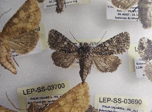  ( - LEP-SS-03689)  @11 [ ] No Rights Reserved (2023) Stefano Scalercio Consiglio per la ricerca in agricoltura e l'analisi dell'economia agraria