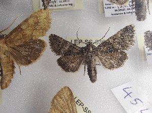  ( - LEP-SS-03690)  @11 [ ] No Rights Reserved (2023) Stefano Scalercio Consiglio per la ricerca in agricoltura e l'analisi dell'economia agraria