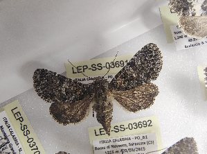  ( - LEP-SS-03691)  @11 [ ] No Rights Reserved (2023) Stefano Scalercio Consiglio per la ricerca in agricoltura e l'analisi dell'economia agraria