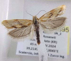  ( - LEP-SS-06895)  @11 [ ] No Rights Reserved (2025) Stefano Scalercio Consiglio per la ricerca in agricoltura e l'analisi dell'economia agraria