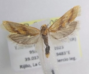  ( - LEP-SS-06898)  @11 [ ] No Rights Reserved (2025) Stefano Scalercio Consiglio per la ricerca in agricoltura e l'analisi dell'economia agraria