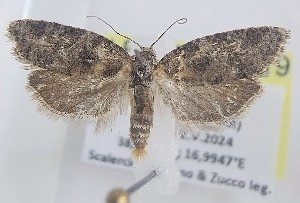  ( - LEP-SS-06919)  @11 [ ] No Rights Reserved (2025) Stefano Scalercio Consiglio per la ricerca in agricoltura e l'analisi dell'economia agraria