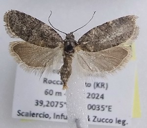  ( - LEP-SS-06921)  @11 [ ] No Rights Reserved (2025) Stefano Scalercio Consiglio per la ricerca in agricoltura e l'analisi dell'economia agraria